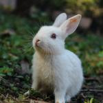 Rabbit - when is it ok for a divorcee to date again?